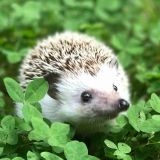 パサパサ系の剛毛です。シルク入りのシャンプー・コンディショナーがすごく良かった。ボリュームダウンしてすべすべになる。シルク系は色々あるけど、自分はシルクオーラってのがお気に入りです。