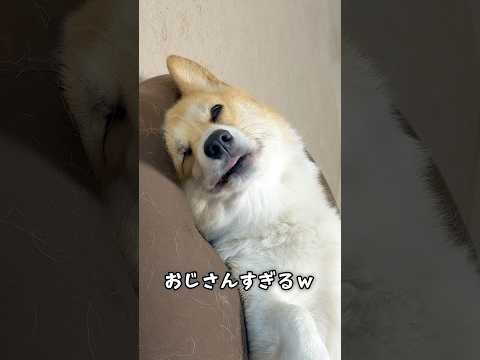 コーギー6歳（人間年齢40歳）の寝顔?