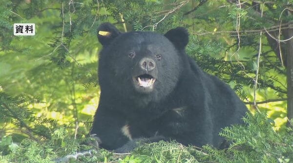 日帰り登山でクマの親子と遭遇　親グマに覆いかぶさられるもスプレー噴射で撃退　30歳男性が軽いけが｜FNNプライムオンライン