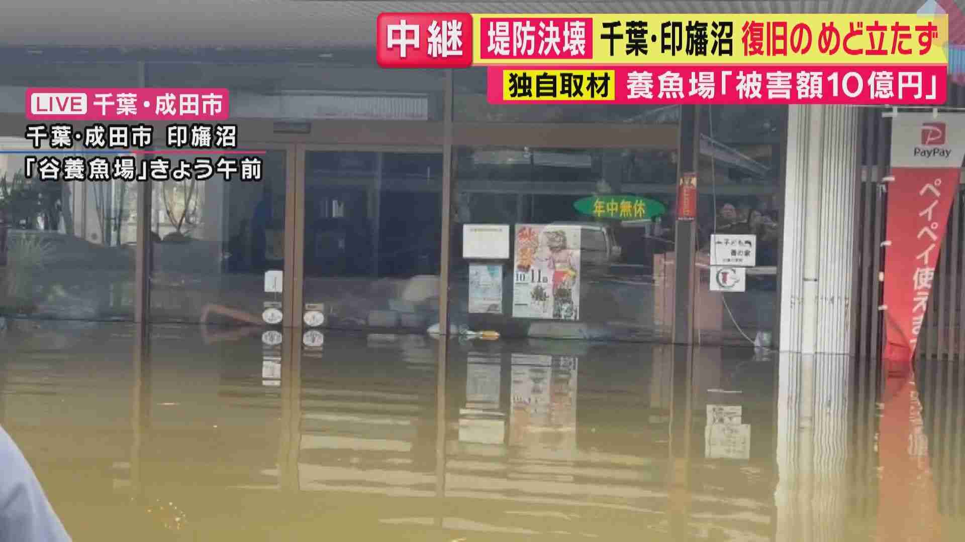 「水が引かないと何もできない」印旛沼・堤防決壊で65年の歴史ある養魚場が浸水 錦鯉など約10万匹が“逃げ出し”被害総額は10億円にも 養魚場の代表「魚の回収ほぼ不可能」 復旧見通し立たず