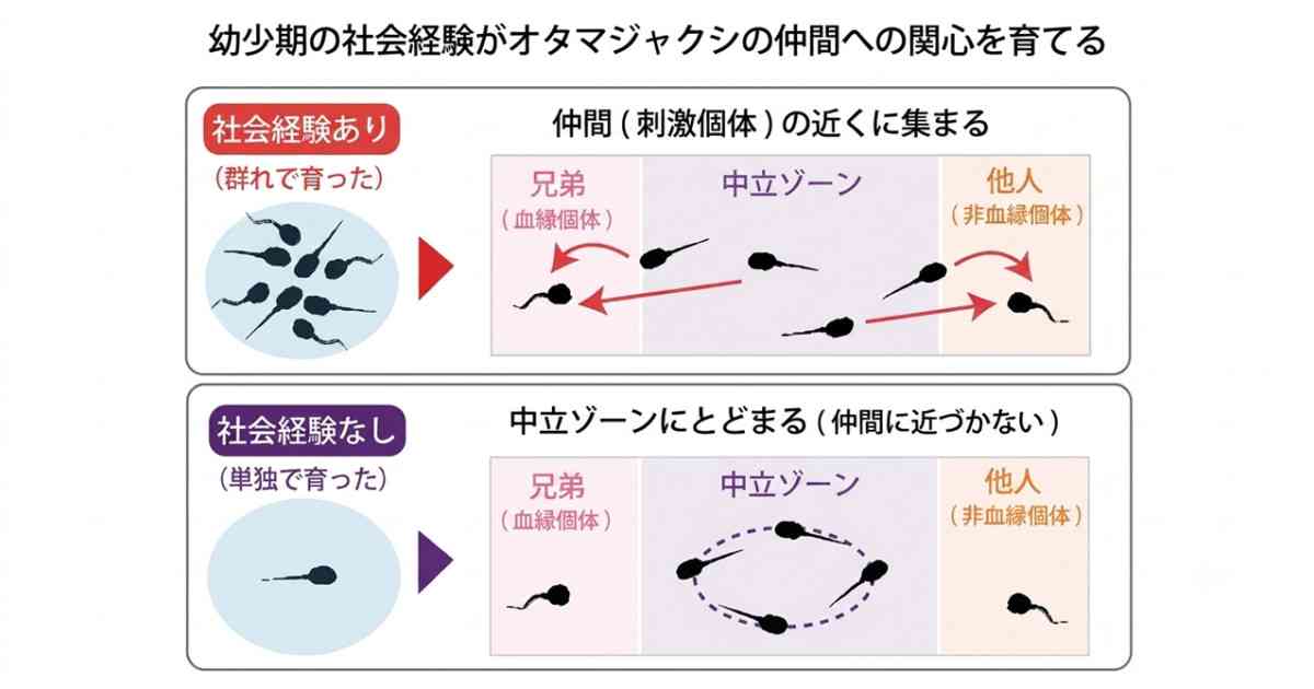 ぼっち育ちのオタマジャクシは仲間への関心が低くなる―社会性は血縁よりも経験が育てていた― | 京都大学