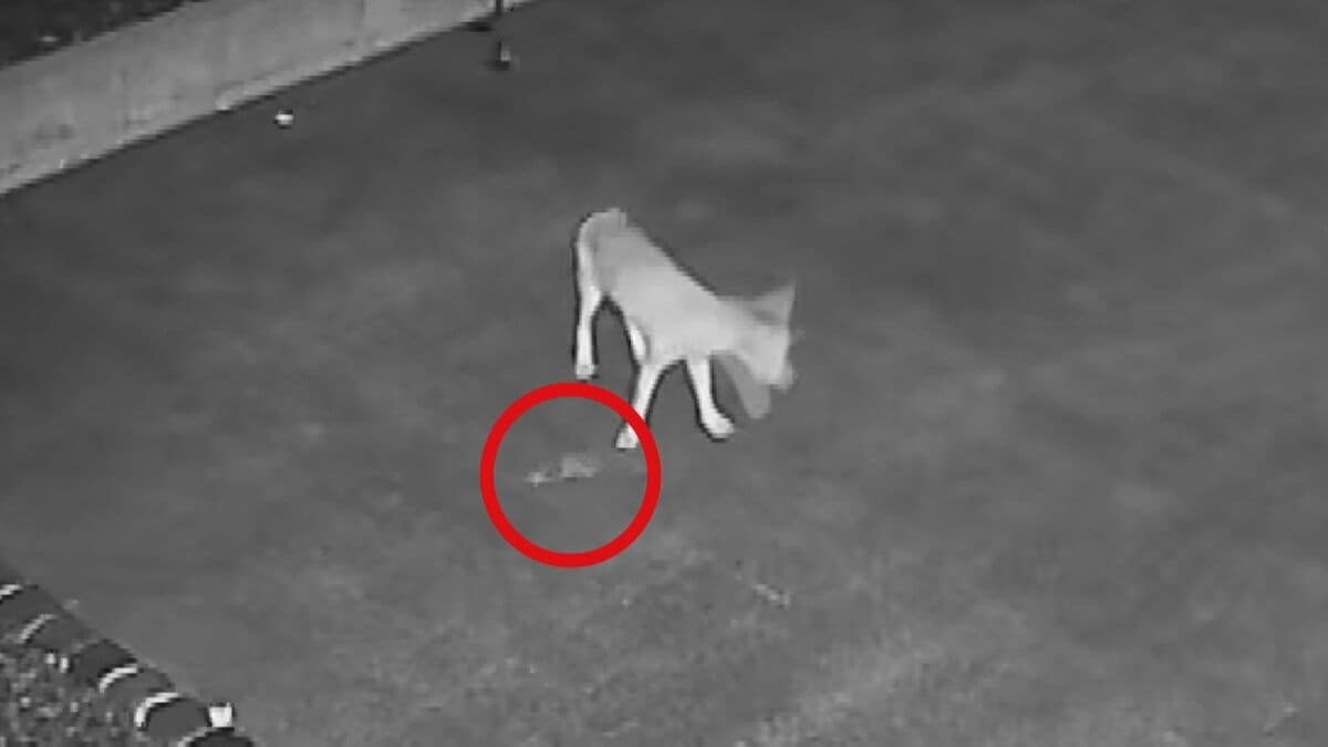 キツネが「モグラ」をくわえて現れ、玄関先にポトリと落として去って行った…今年7回目のキツネ出没、謎行動に住民困惑　専門家が立てた意外な仮説「日当たりの良い所に置いて干物にすることによって調理を…」 | TBS NEWS DIG (1ページ)