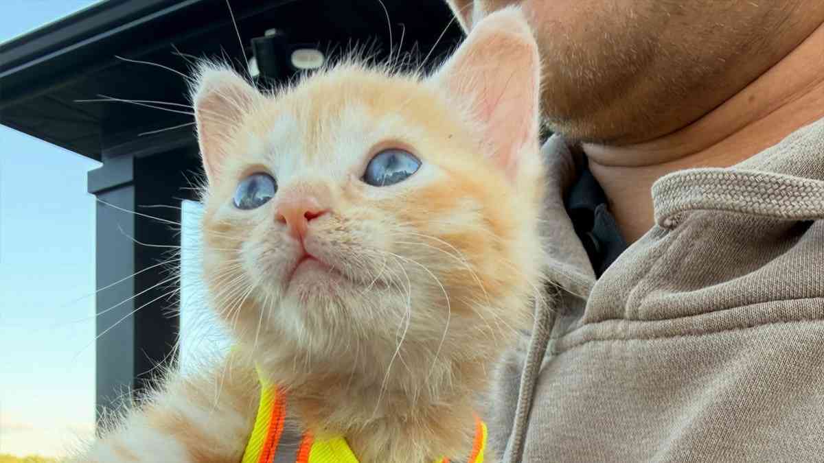 現場猫が誕生。ショベルカーに潜んでいた子猫が救助され、作業員の家族になる | カラパイア