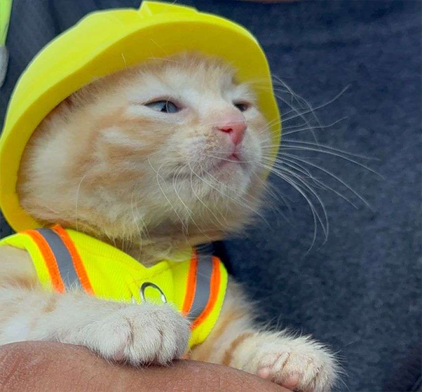現場猫が誕生。ショベルカーに潜んでいた子猫が救助され、作業員の家族になる