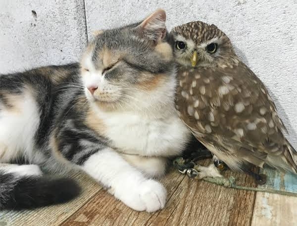 可愛すぎて話題になった動物