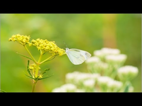 水曜日の午後 / オフコース