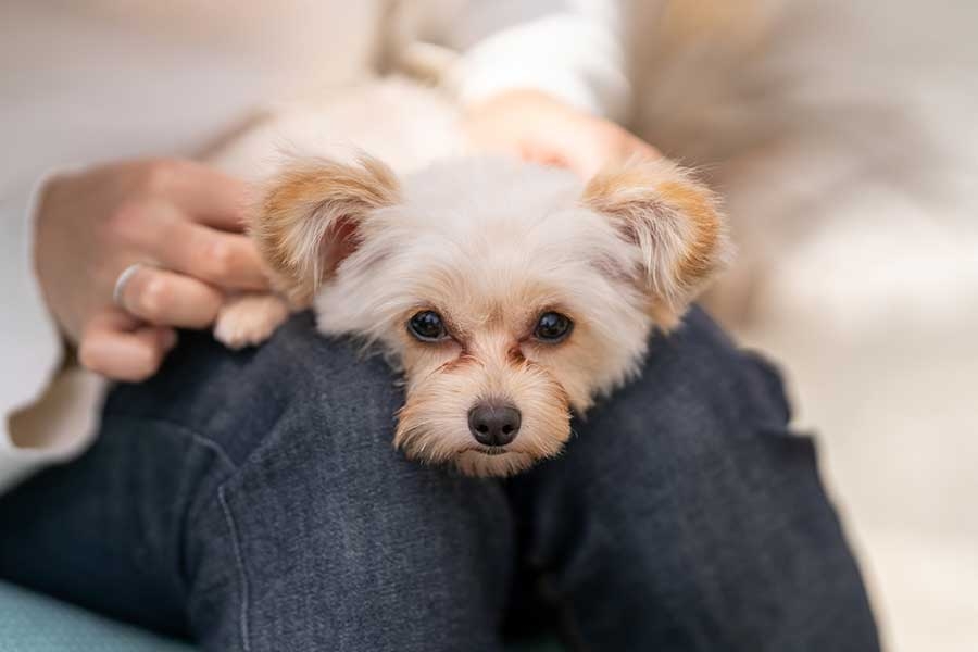 「心優しい夫」だと思っていた…3年で犬猫9匹の大所帯に 「子どもが欲しい」と言われた妻の不安 夫婦カウンセラーがアドバイス