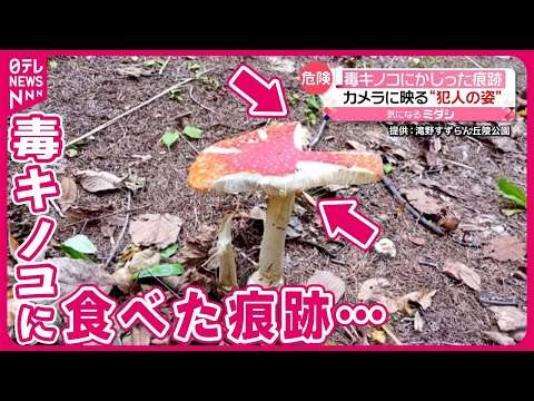 【毒キノコ】「ベニテングタケ」に食べた痕跡  カメラが捉えたのは…  札幌市