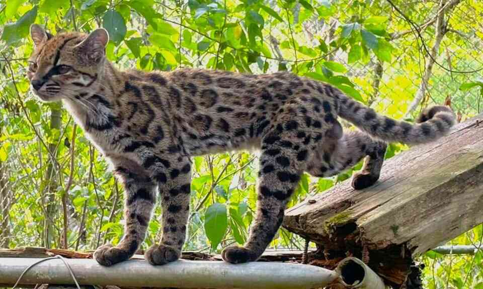 猫の画像を貼ると名前を付けてくれるトピ Part5