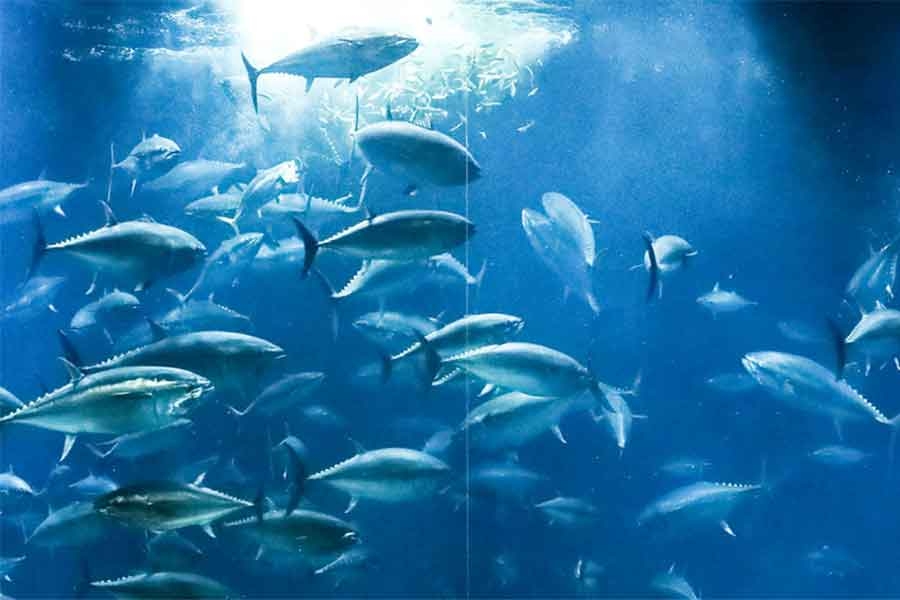 「きえないで」　夏休み明けの子どもたちへ…水族館のメッセージが話題に　園長が明かす真意 | Hint-Pot