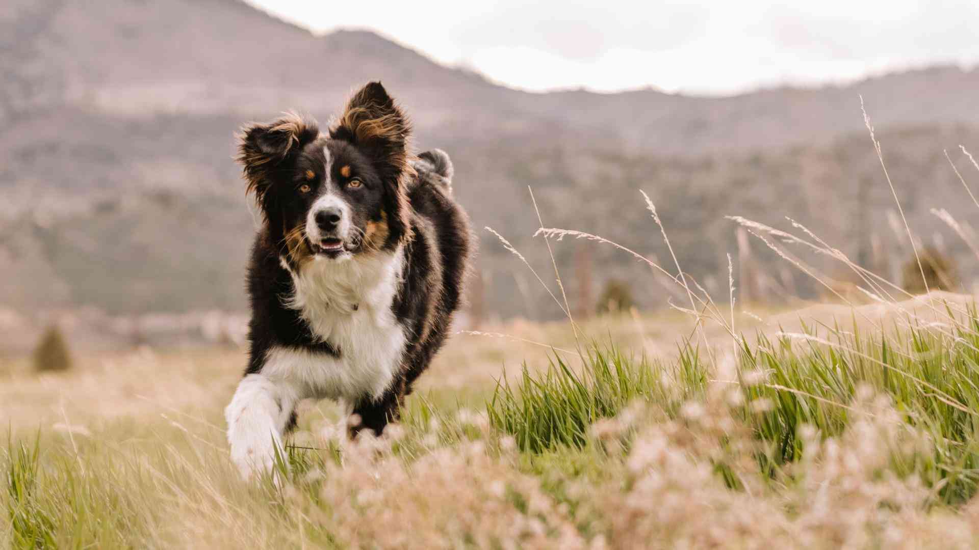 【獣医師が警鐘】愛犬と山登り、増える一方で事故も　「禁止されてないからOK」が危険な理由とは？ #エキスパートトピ（石井万寿美） - エキスパート - Yahoo!ニュース