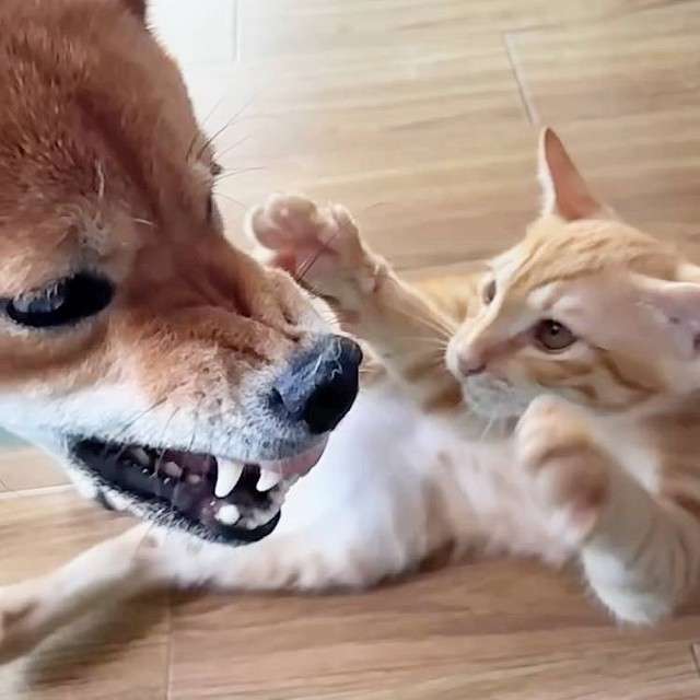 激しい戦いと思いきや……柴犬と保護猫をスロー撮影したら「実際、何もしてなかった」　優しい世界に反響