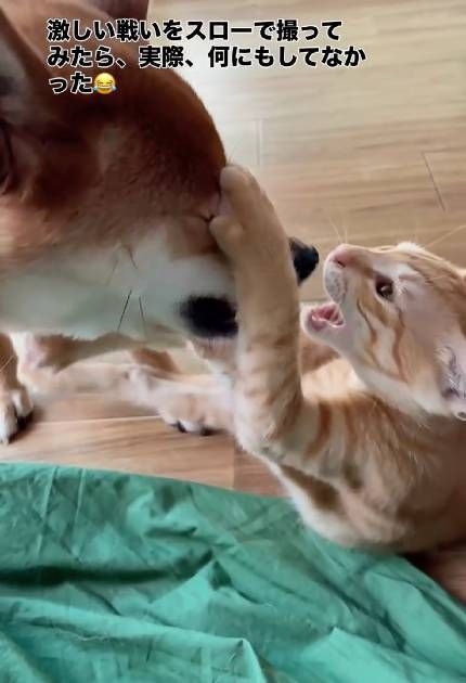 激しい戦いと思いきや……柴犬と保護猫をスロー撮影したら「実際、何もしてなかった」 優しい世界に反響