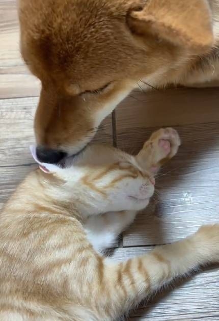 激しい戦いと思いきや……柴犬と保護猫をスロー撮影したら「実際、何もしてなかった」 優しい世界に反響