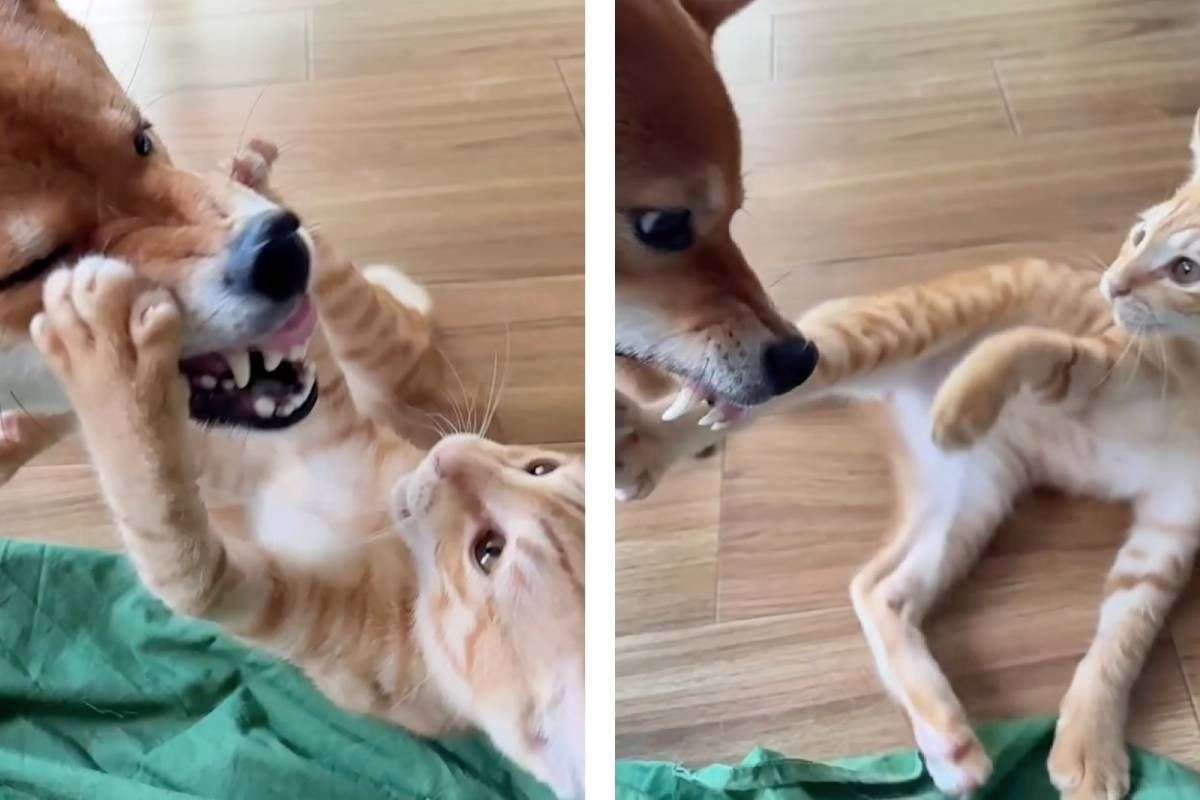 激しい戦いと思いきや……柴犬と保護猫をスロー撮影したら「実際、何もしてなかった」　優しい世界に反響 | 朝日新聞デジタルマガジン＆[and]