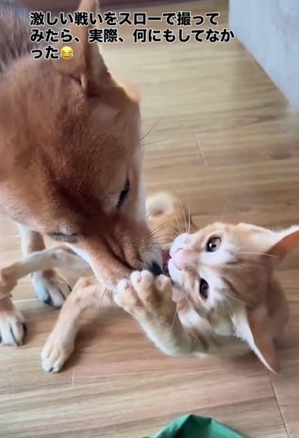 激しい戦いと思いきや……柴犬と保護猫をスロー撮影したら「実際、何もしてなかった」 優しい世界に反響