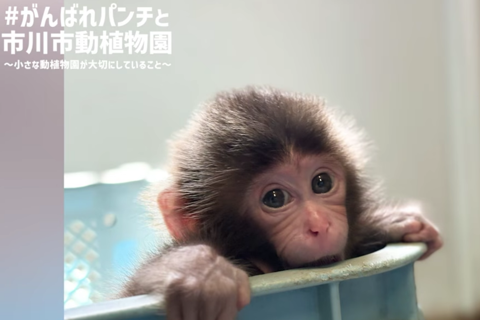 可愛すぎて話題になった動物