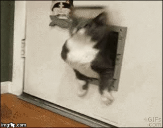 猫ちゃんねるに立ちそうなトピ