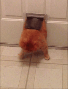 猫ちゃんねるに立ちそうなトピ