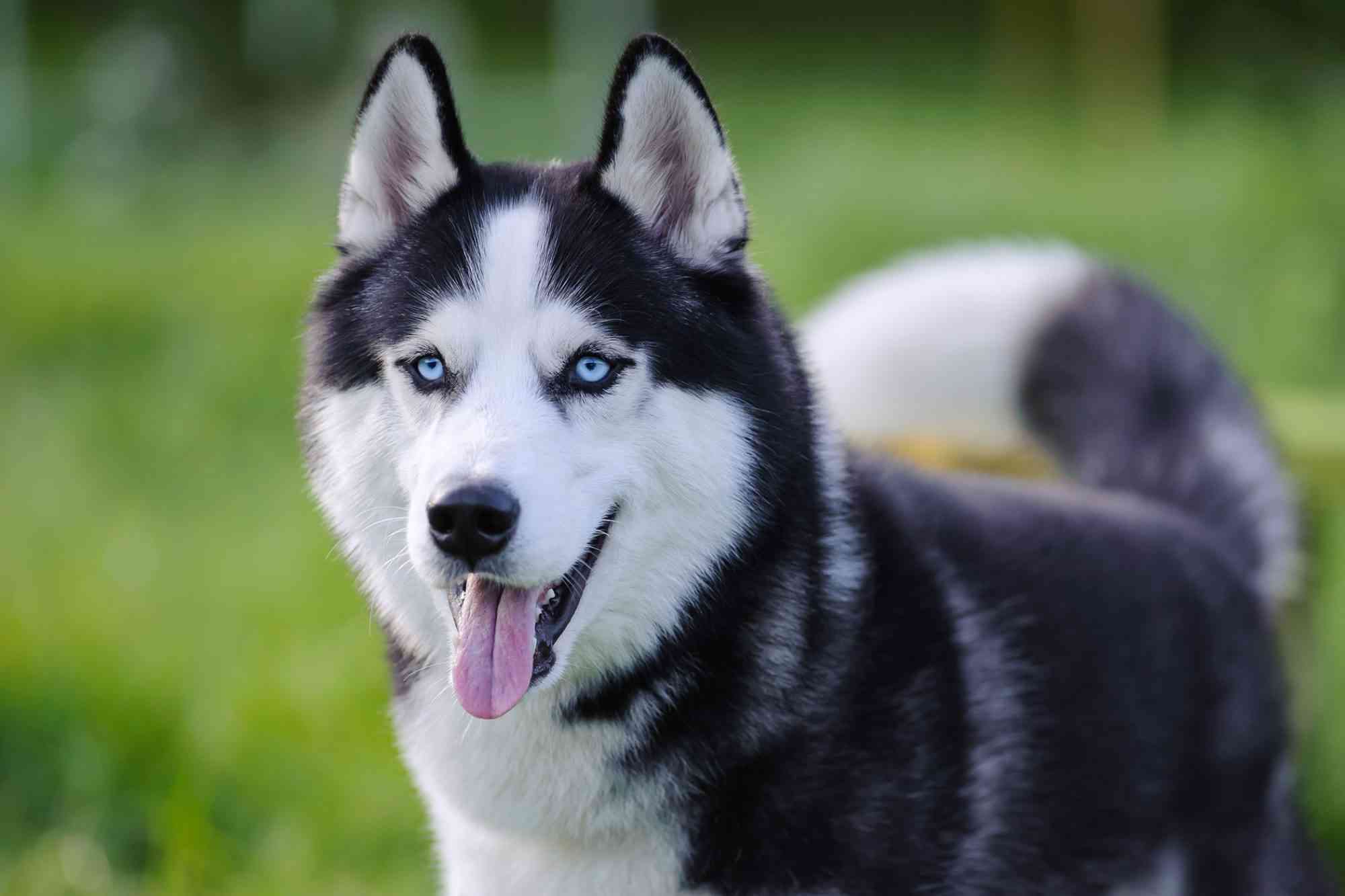 犬の画像を貼ると誰かが名前を付けてくれるトピ Part4