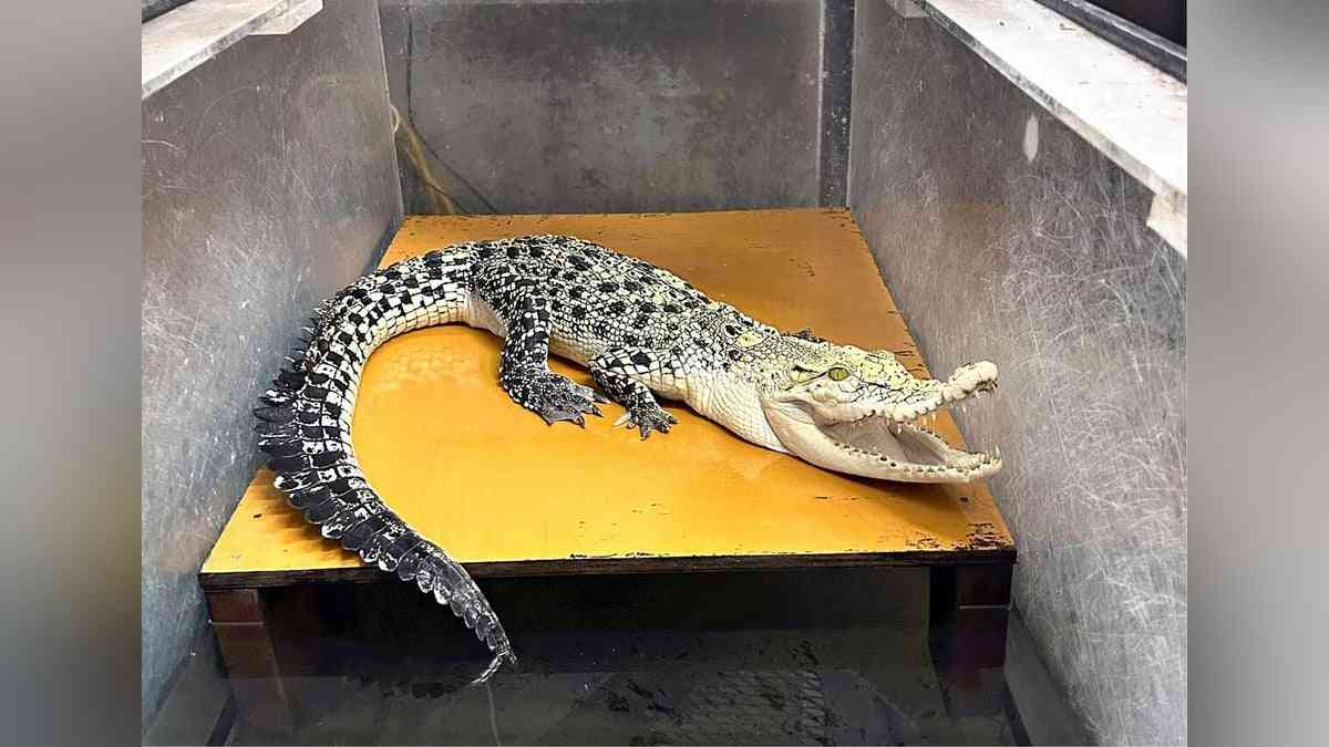 世界最大級のワニ、無許可で飼育…容疑の動物販売業の男逮捕 : 読売新聞