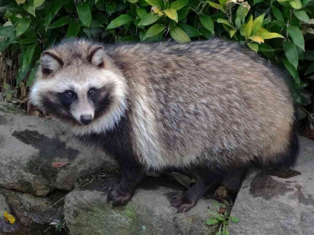 タヌキ好きな人いませんか?