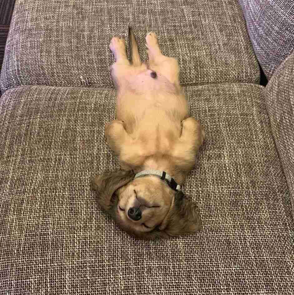 犬の画像を貼ると誰かが名前を付けてくれるトピ Part4