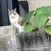 ゆ on X : フードコートでご飯食べてたら八田與一と思われて、ガチ通報されて、ショッピングモールで職質されたwwwwww　まじでどういうこと？