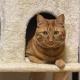 >>21知能の高い動物（犬、猫、カラス、猿類）は、人間の単語を300語くらいは理解で... | ガールズちゃんねる - Girls Channel -