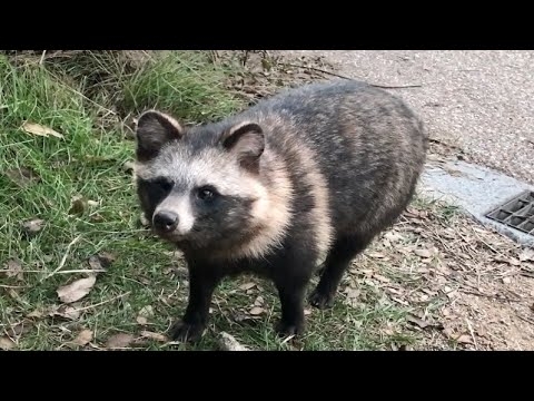 猫の集会に参加したいタヌキ