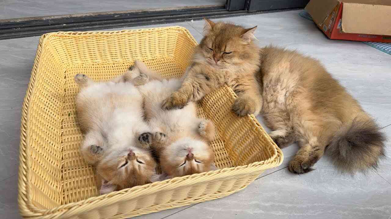 子猫の見事な爆睡っぷりに勘違いしてしまうパパ猫 | 肉球ドットコム（299.com）