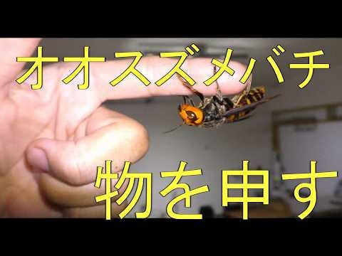 オオスズメバチを放し飼いにする