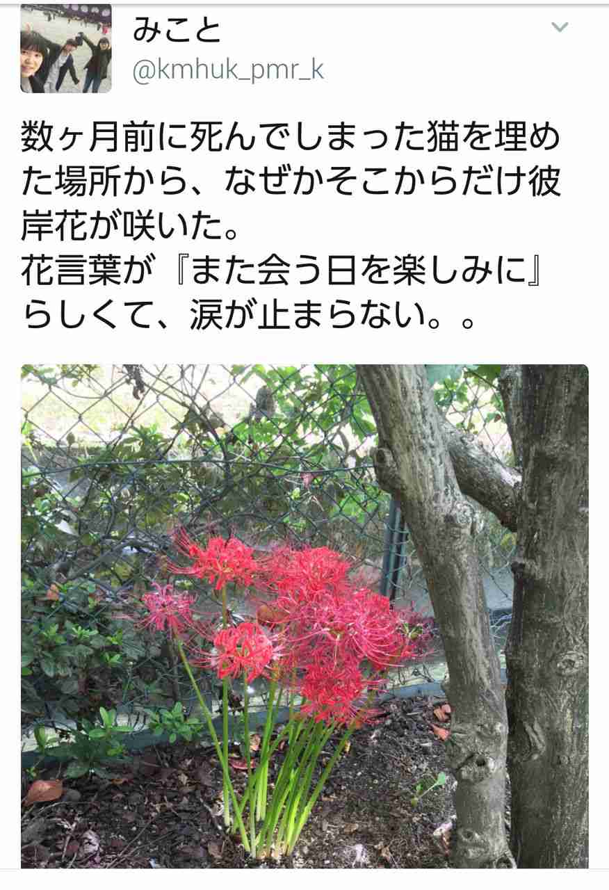彼岸花の不思議な話・怖い話