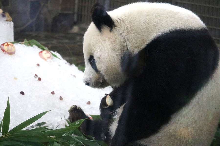 中国の「パンダ外交」、2頭がアトランタへ-訪米中の習近平氏が発表