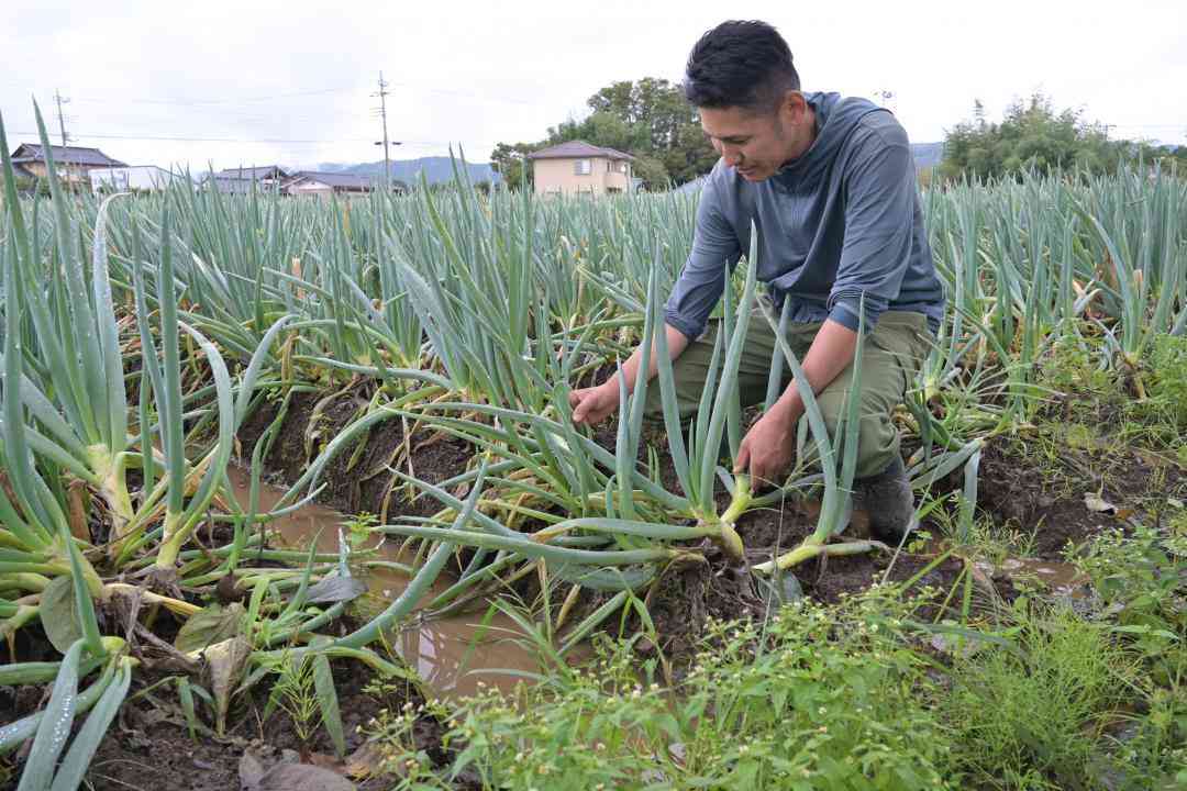 長雨、秋冬野菜ピンチ　育成不足、農家「救済を」　茨城（茨城新聞クロスアイ） - Yahoo!ニュース