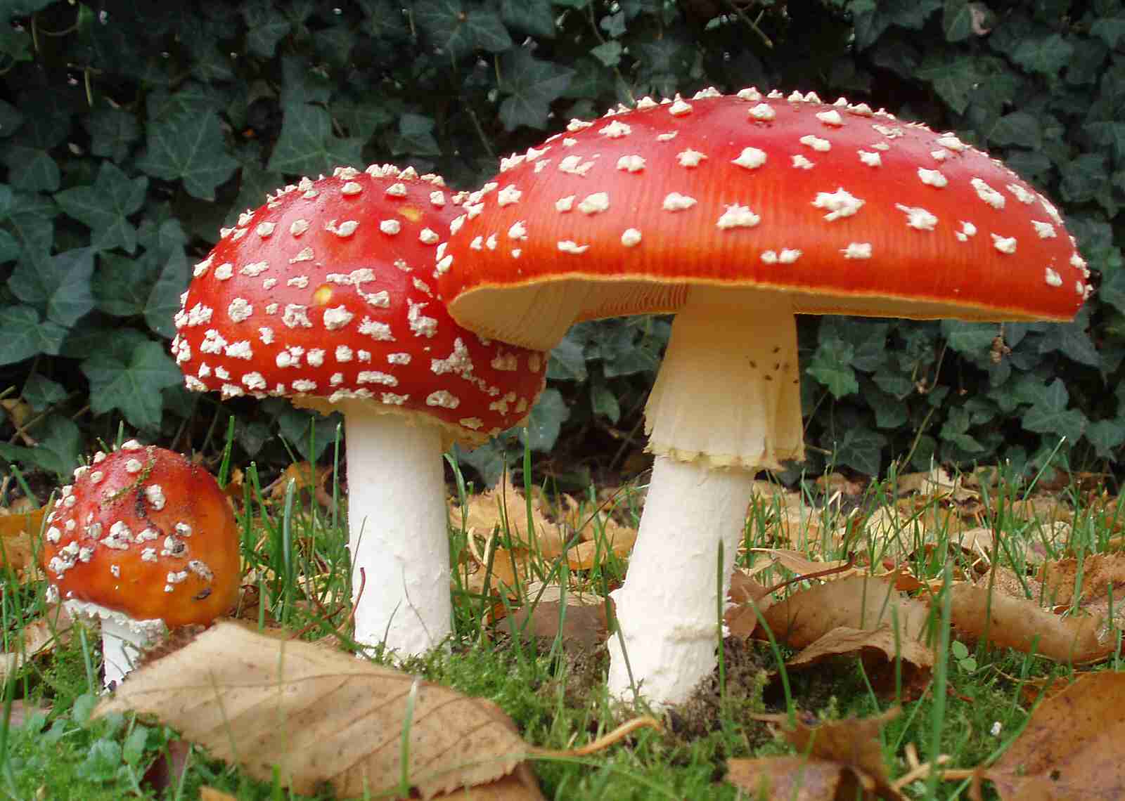 「毒」を持つ生き物について語ろう