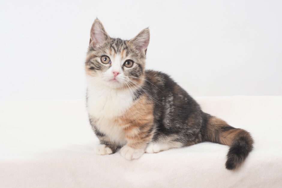 かわいい…《猫の種類》人気ランキング！　5位「雑種」4位「アメリカン・ショートヘアー」…TOP3は？