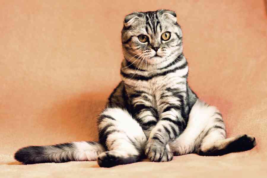かわいい…《猫の種類》人気ランキング！　5位「雑種」4位「アメリカン・ショートヘアー」…TOP3は？