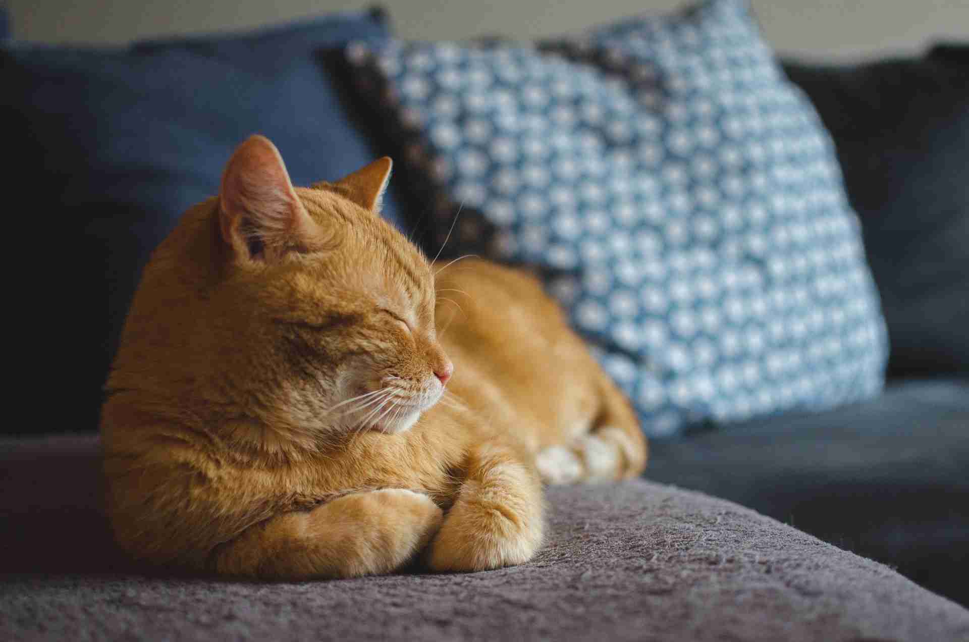 かわいい…《猫の種類》人気ランキング！　5位「雑種」4位「アメリカン・ショートヘアー」…TOP3は？