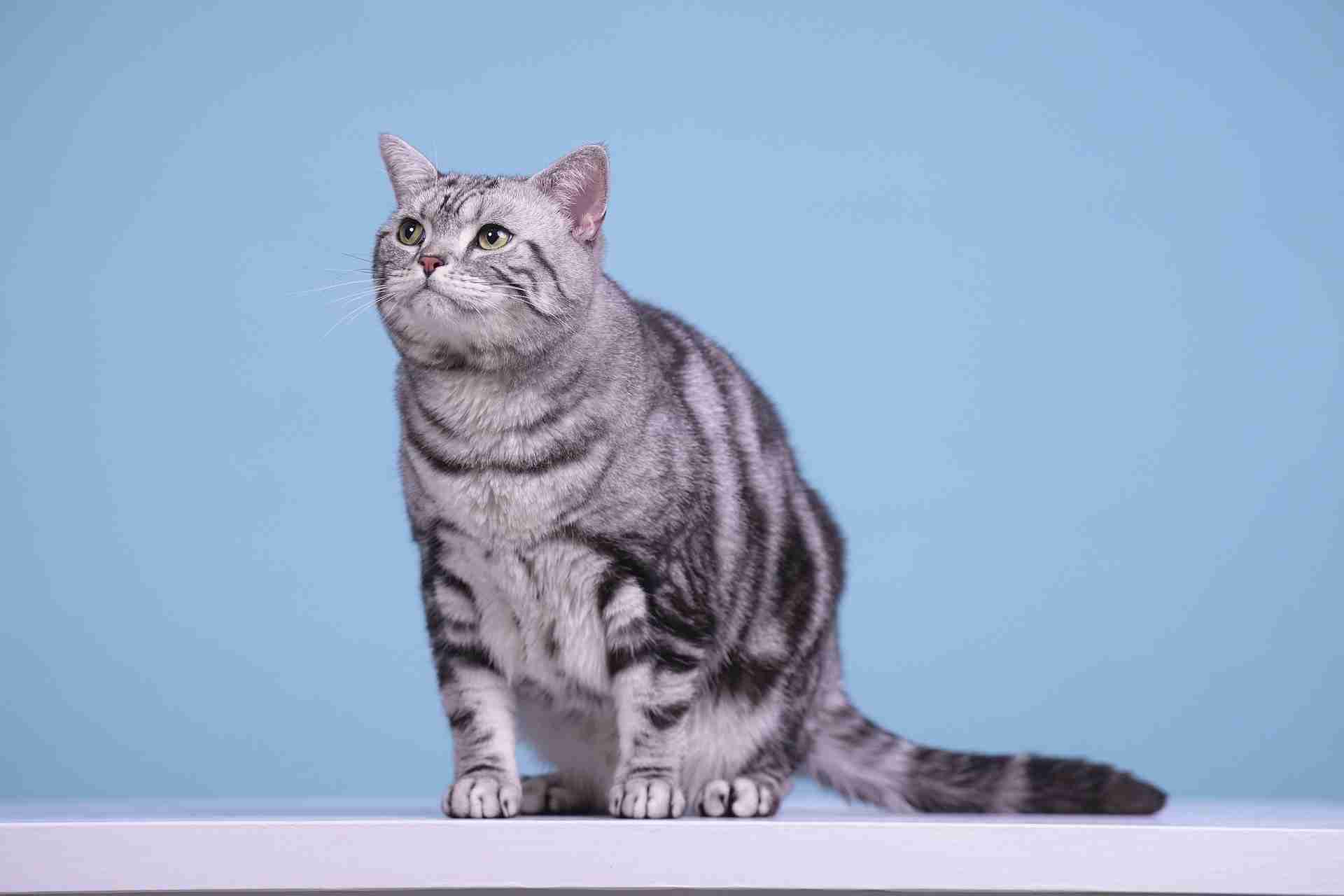 かわいい…《猫の種類》人気ランキング！　5位「雑種」4位「アメリカン・ショートヘアー」…TOP3は？