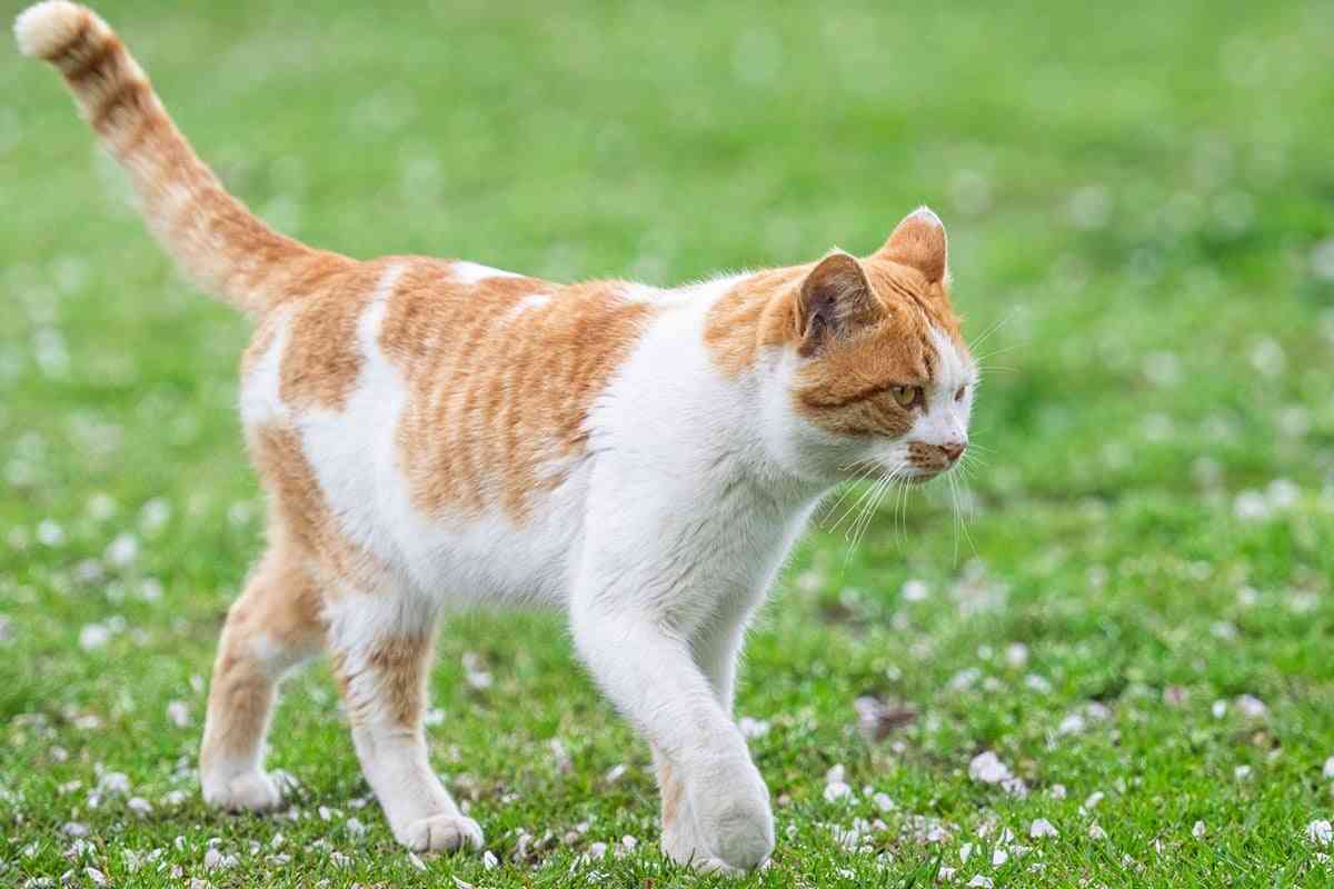 かわいい…《猫の種類》人気ランキング！ 5位「雑種」4位「アメリカン・ショートヘアー」…TOP3は？ | オトナンサー