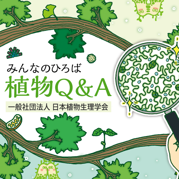 彼岸花に関する質問 | みんなのひろば | 日本植物生理学会