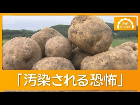 生鮮ジャガイモ輸入解禁　農水省検討　トランプ政権圧力か　病害虫に農家反発【グッド！モーニング】(2026年9月2日)