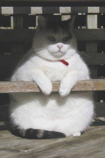 猫の可愛いところをひたすらあげてくトピ【全部は禁止❌】
