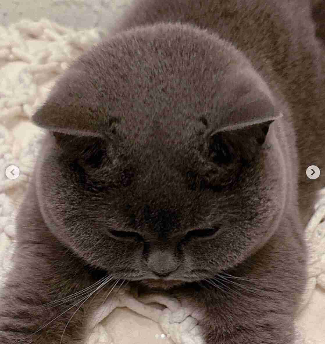 猫の可愛いところをひたすらあげてくトピ【全部は禁止❌】