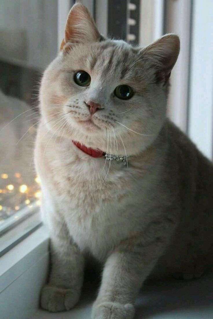 猫の可愛いところをひたすらあげてくトピ【全部は禁止❌】