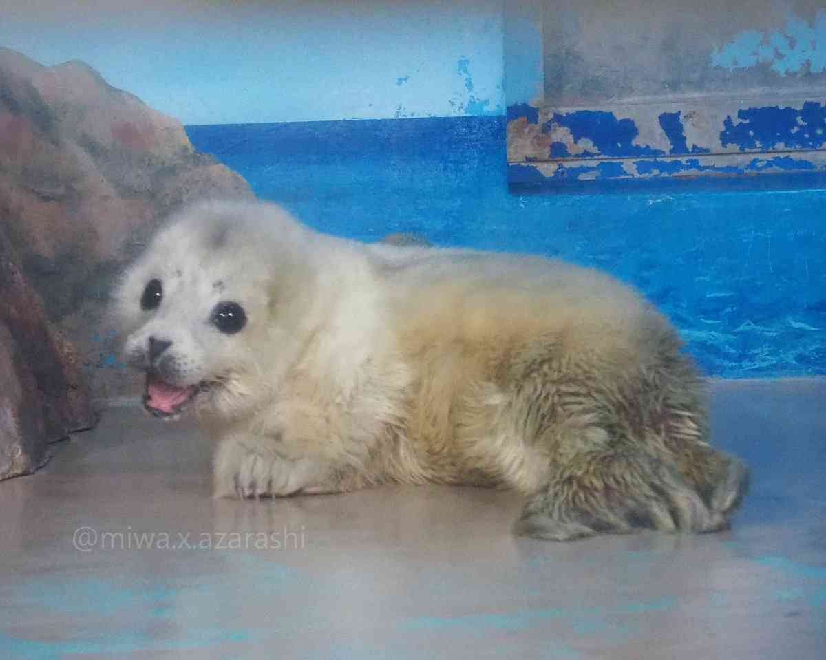 可愛すぎて話題になった動物