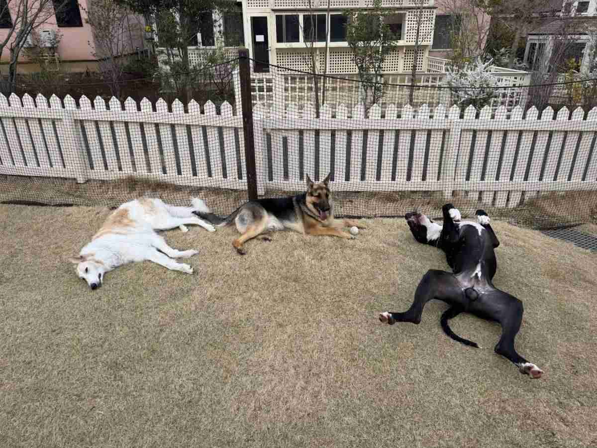 「絨毯のようにぺったんこ」「おっぴろげすぎ」大型犬3頭の“三犬三様”すぎる休憩姿に反響、飼い主は「いつも通りの光景」  | オリコンニュース（ORICON NEWS）
