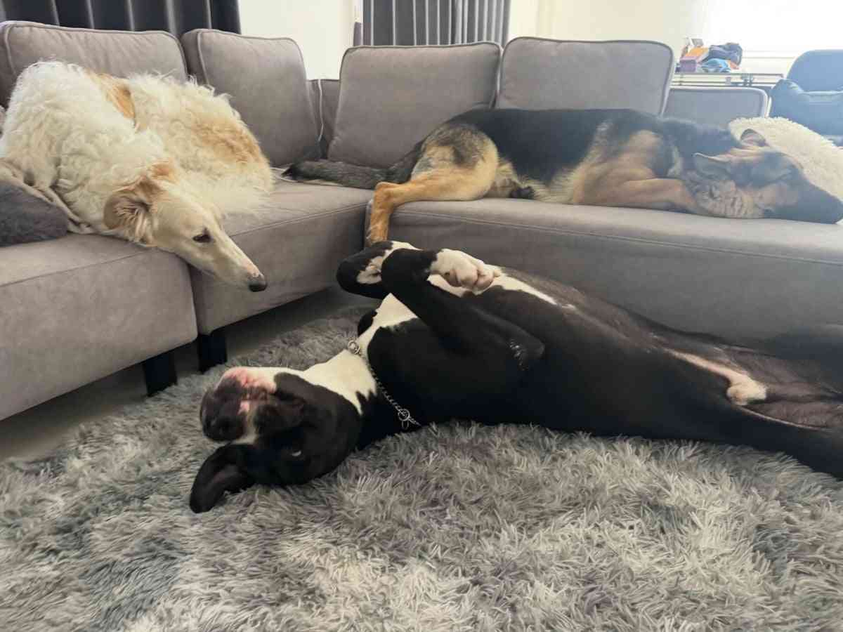 「絨毯のようにぺったんこ」「おっぴろげすぎ」大型犬3頭の“三犬三様”すぎる休憩姿に反響、飼い主は「いつも通りの光景」