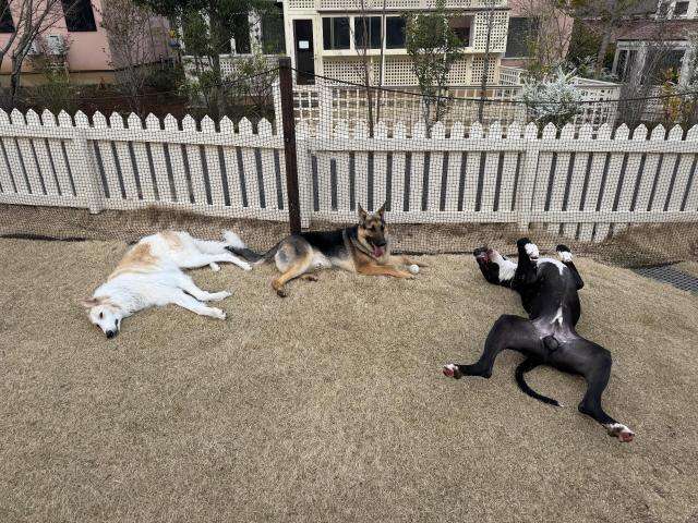 「絨毯のようにぺったんこ」「おっぴろげすぎ」大型犬3頭の“三犬三様”すぎる休憩姿に反響、飼い主は「いつも通りの光景」